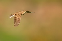 Skrivan polni - Alauda arvensis - Sky Lark 1504